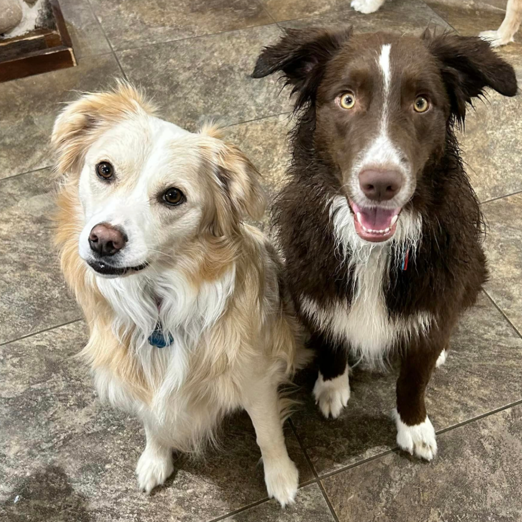 Lucy is one of our furry team members at Lerch RV, where dogs are welcomed. With her brother Ricky.